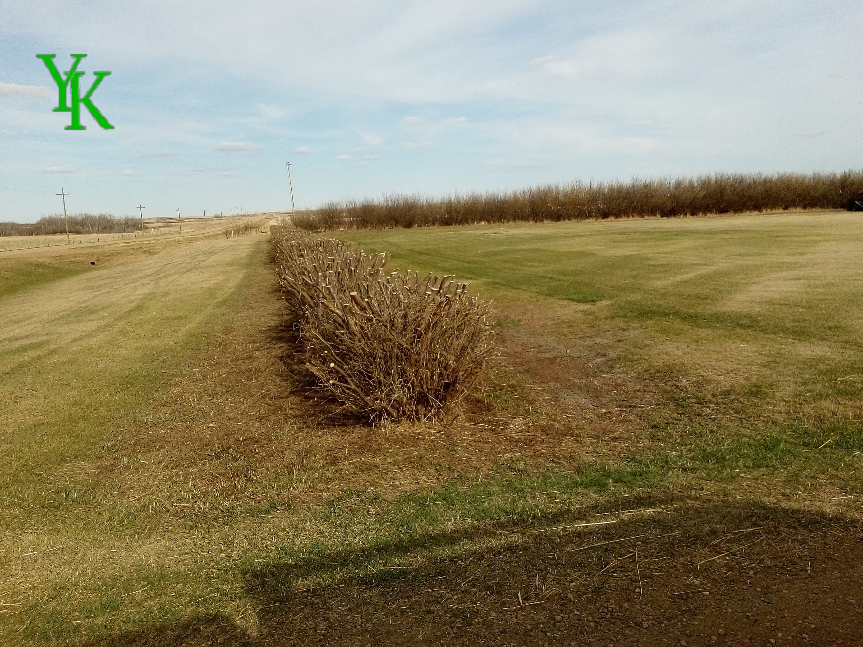 Caragana Final Trim